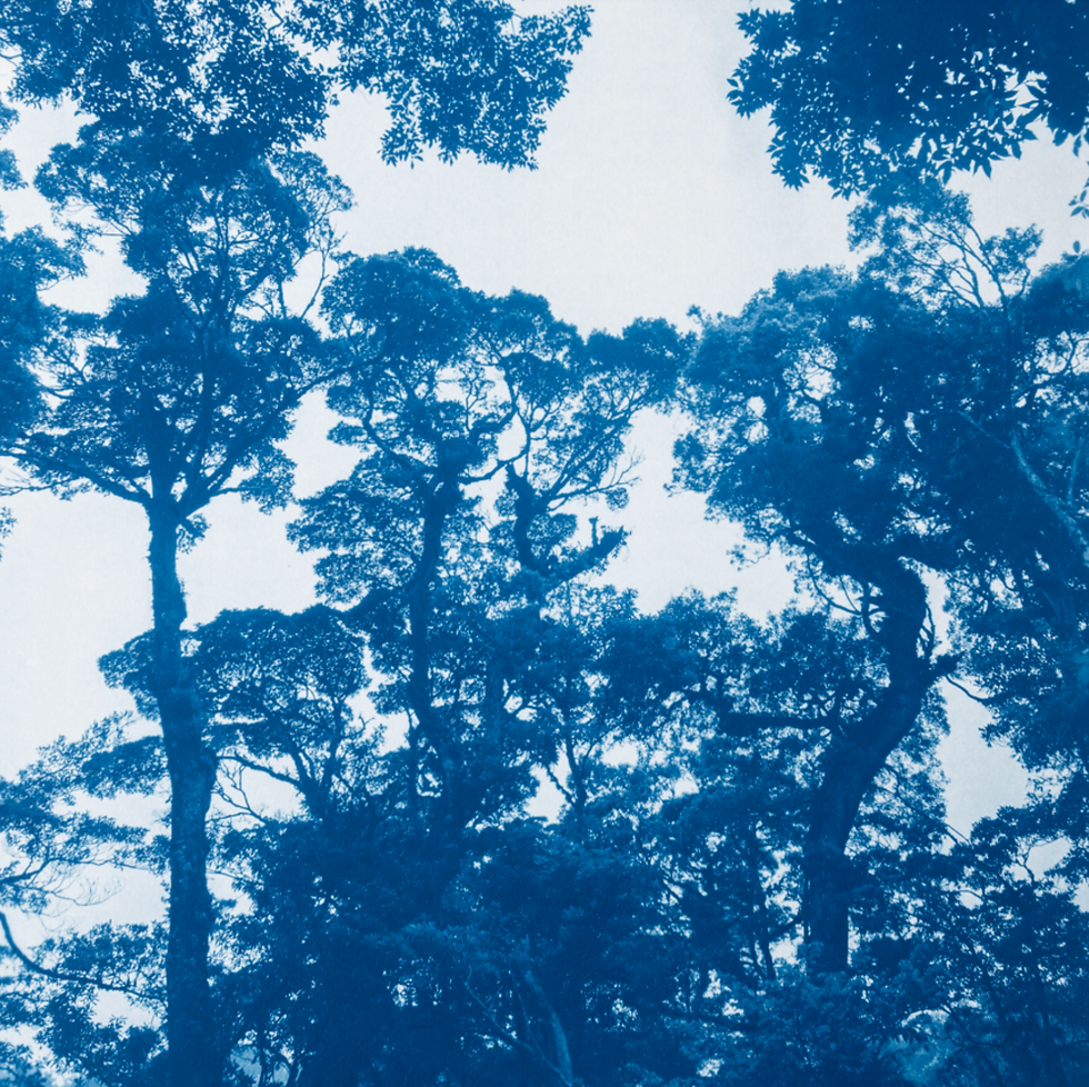 Miniature : Canopy Cyanotype Silk scarf made in France designed by Kyano Studio