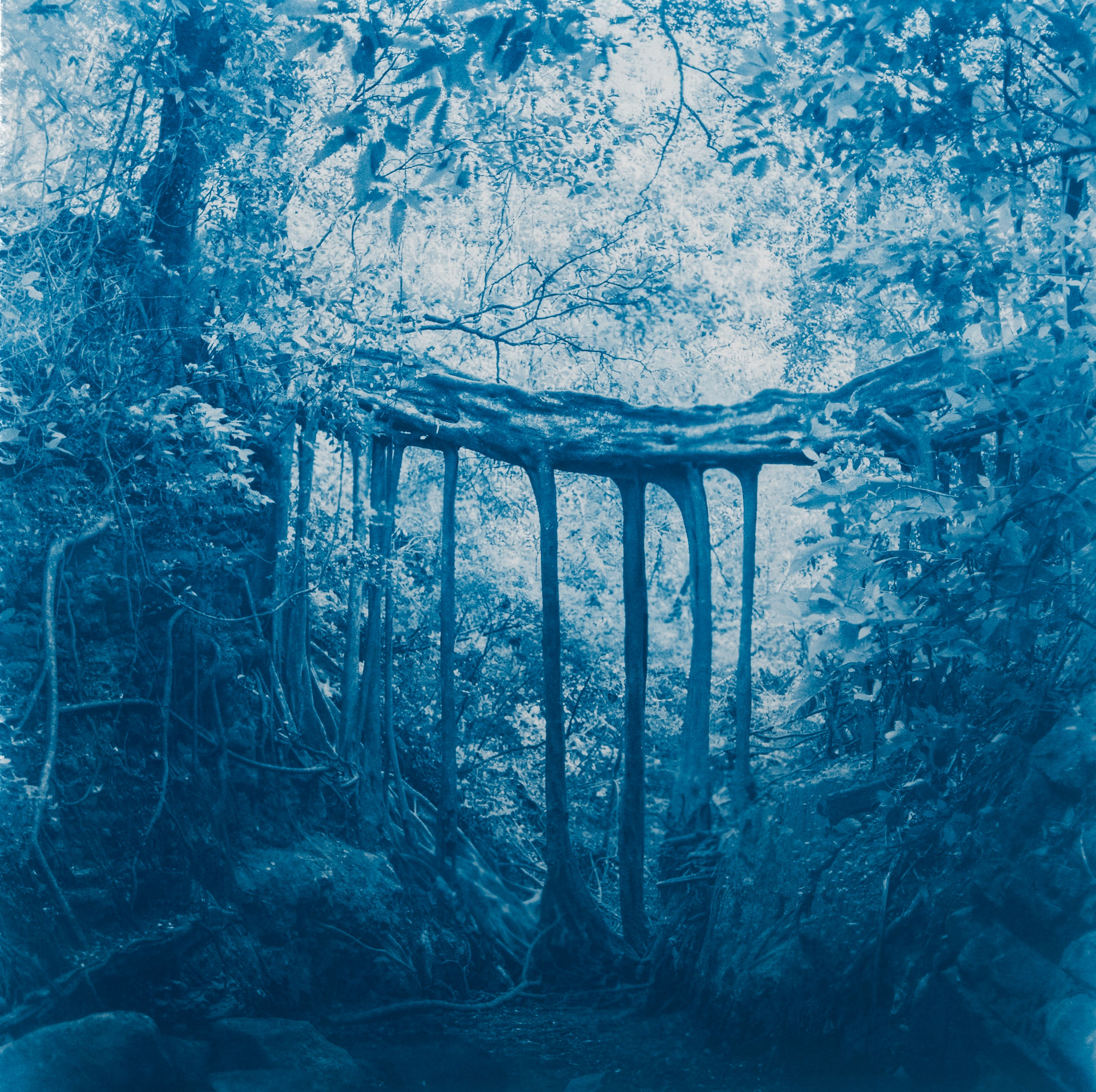 Collection de cyanotypes de la jungle