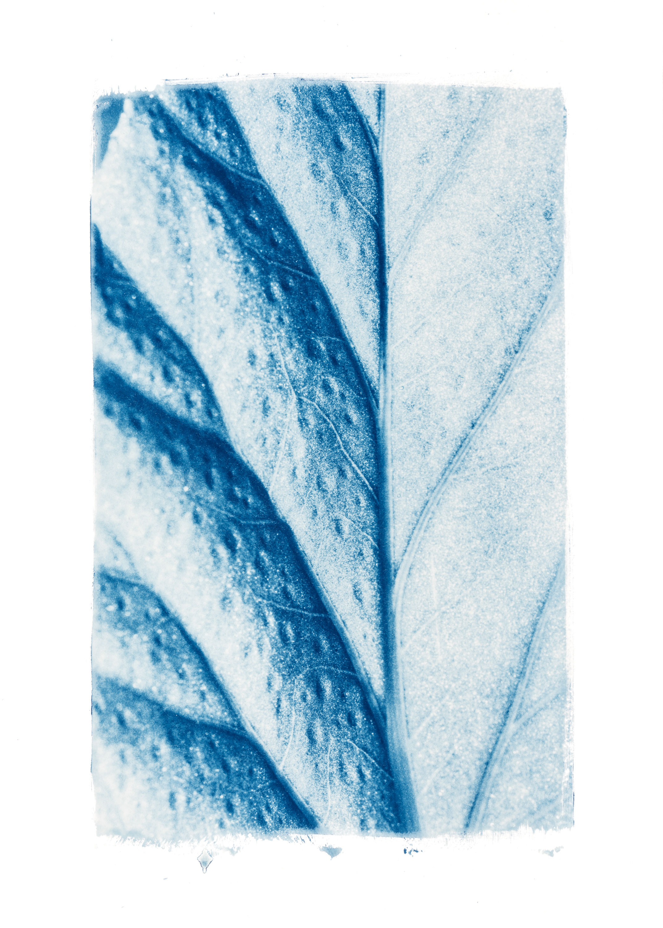 Harvest of life // Original Cyanotype