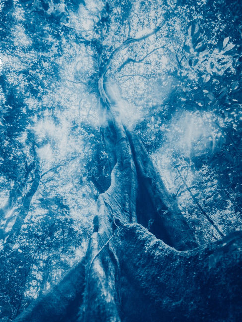 Cyanotype botanicals by Kyano Studio