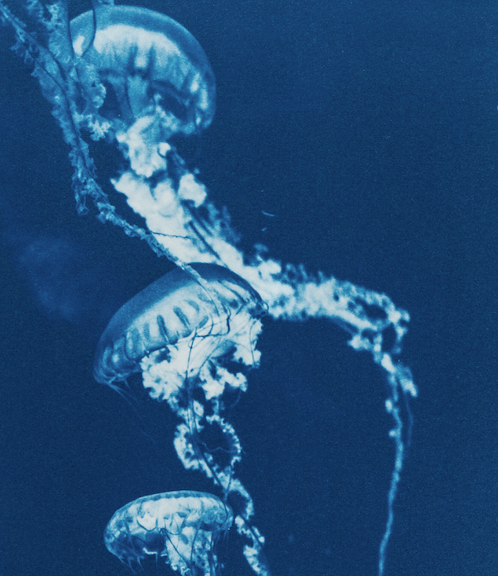 Thumbnail: Rêveries Nomades // 9 //  Original Cyanotype