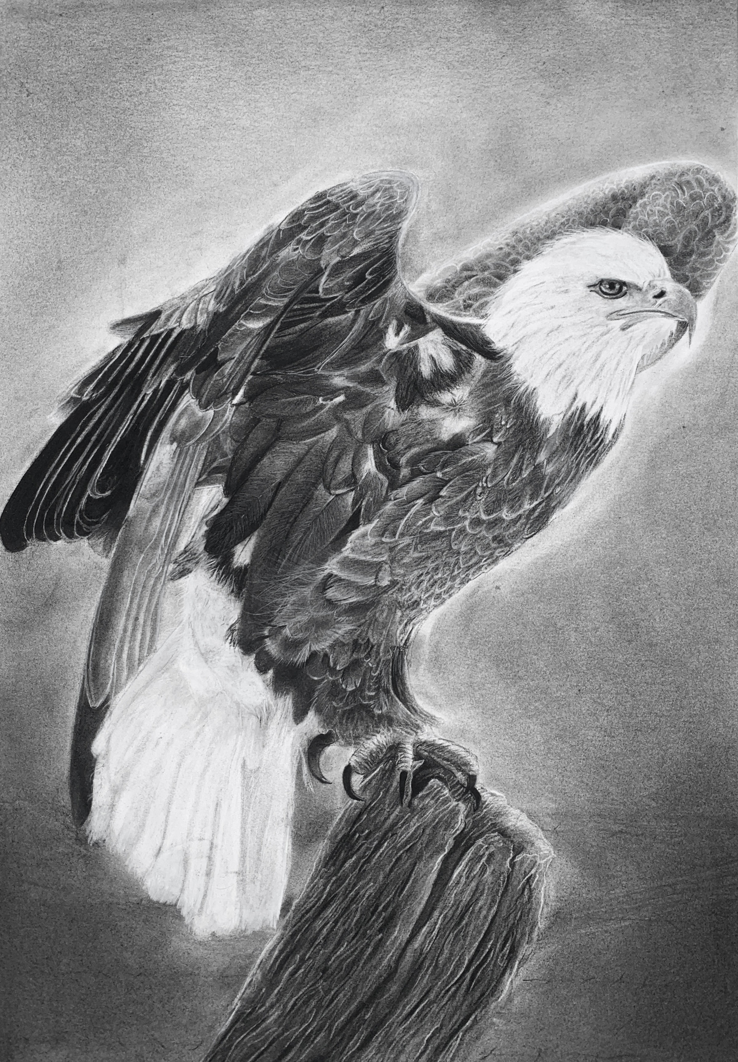 Perched Eagle Print