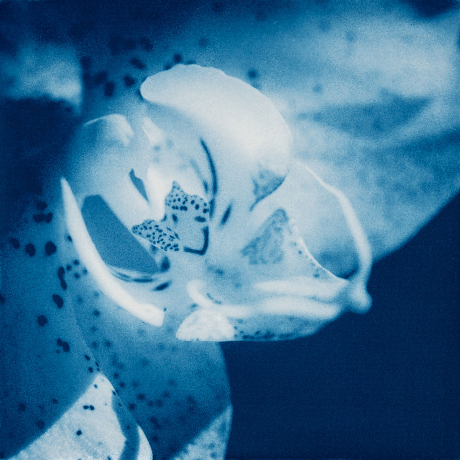 orchid cyanotype photography by Kyano Studio