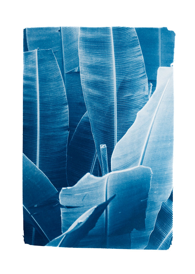 "Bananiers" Cyanotype Original