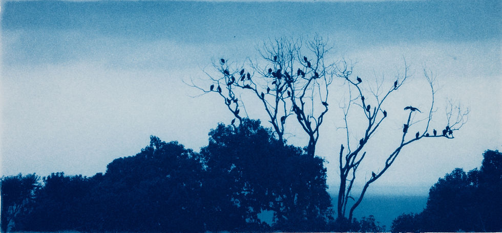 Birds on a tree cyanotype