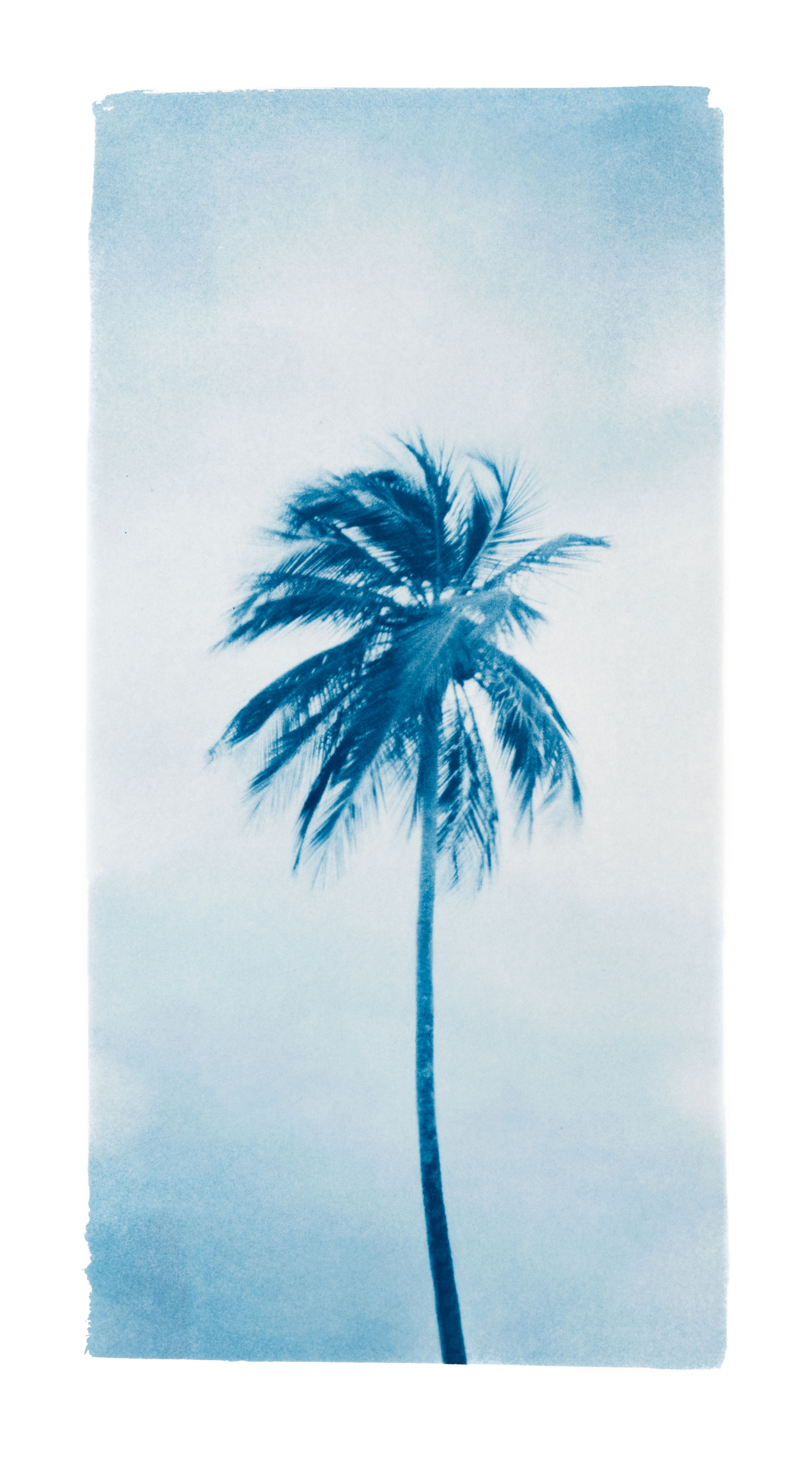 "Le palmier" Original Cyanotype