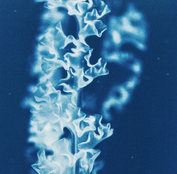 Thumbnail: Rêveries Nomades // 11 //  Original Cyanotype