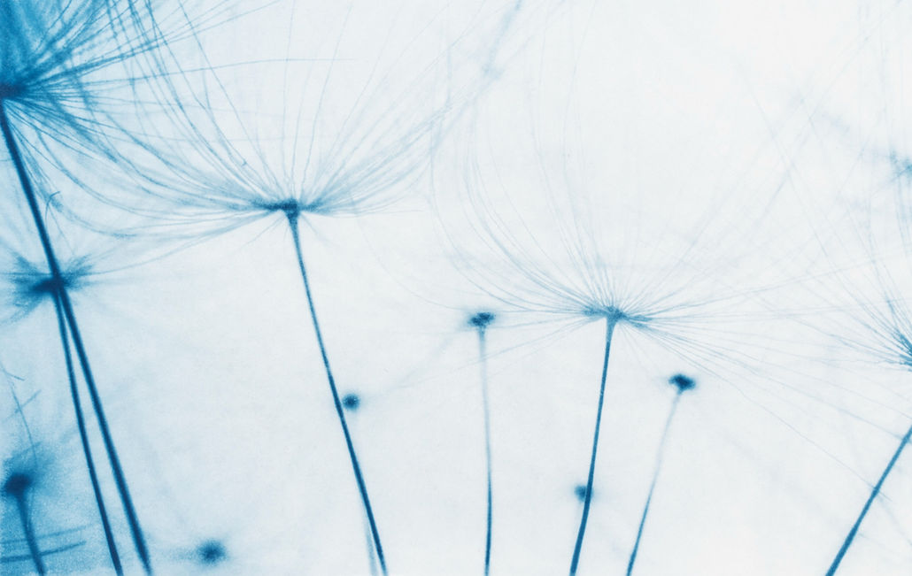 Cyanotype botanicals by Kyano Studio