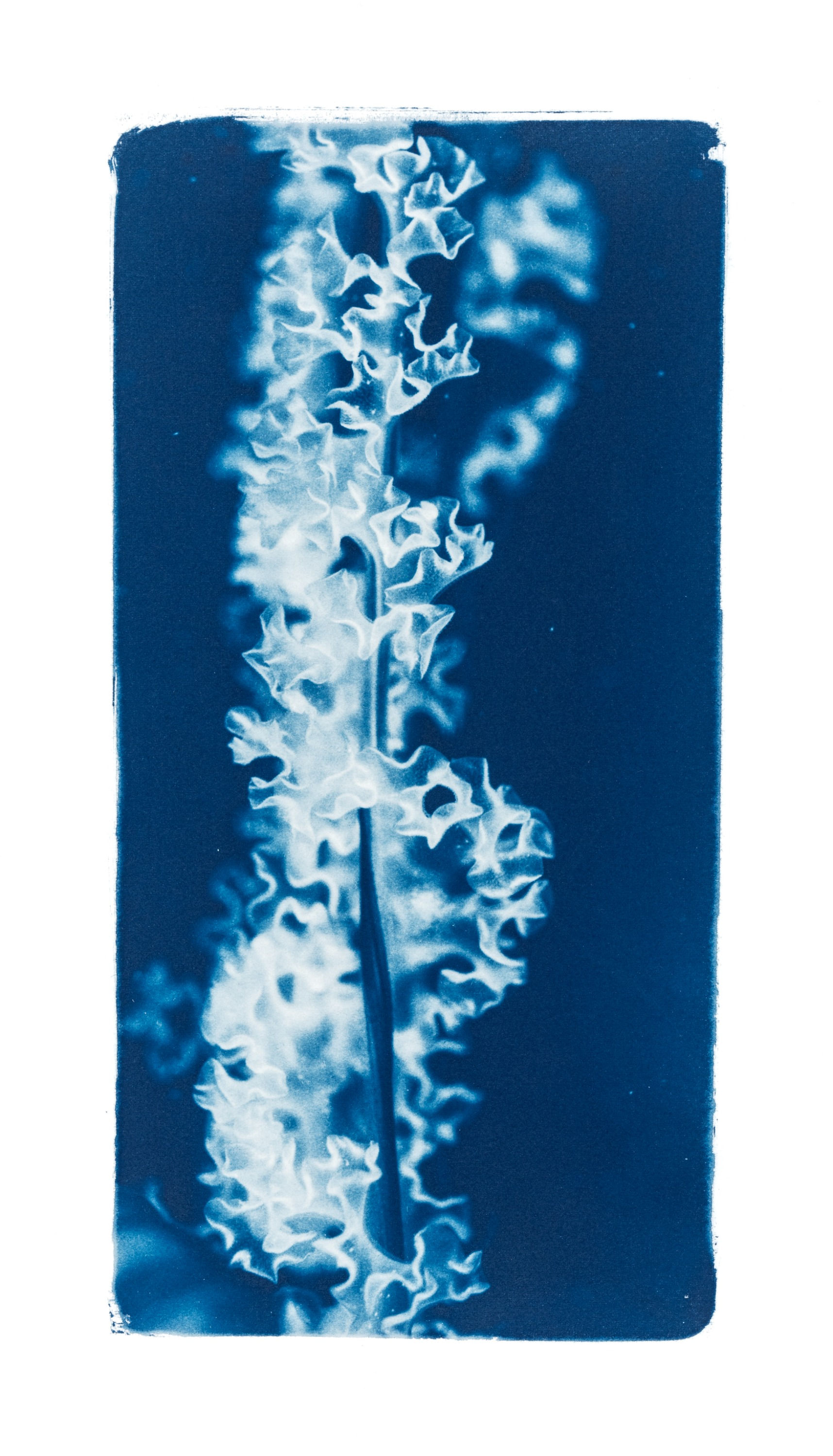 Rêveries Nomades // 11 //  Original Cyanotype