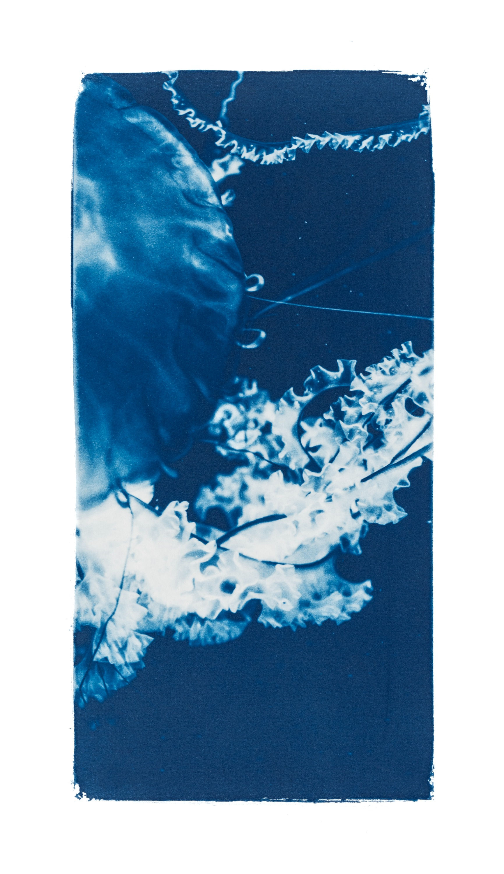 Rêveries Nomades // 10 // Original Cyanotype