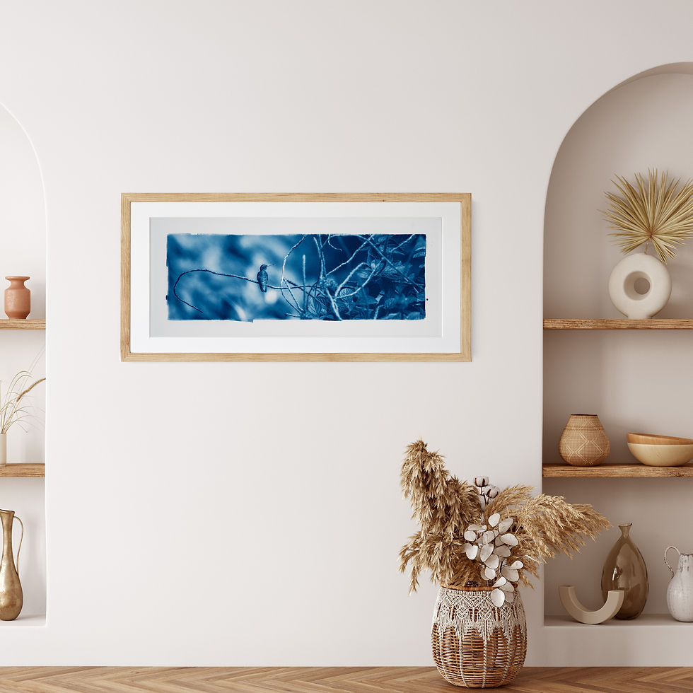Hummingbird cyanotype