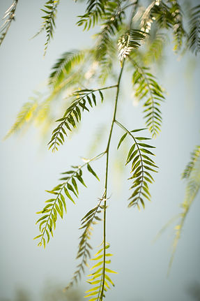 photographe botanique
