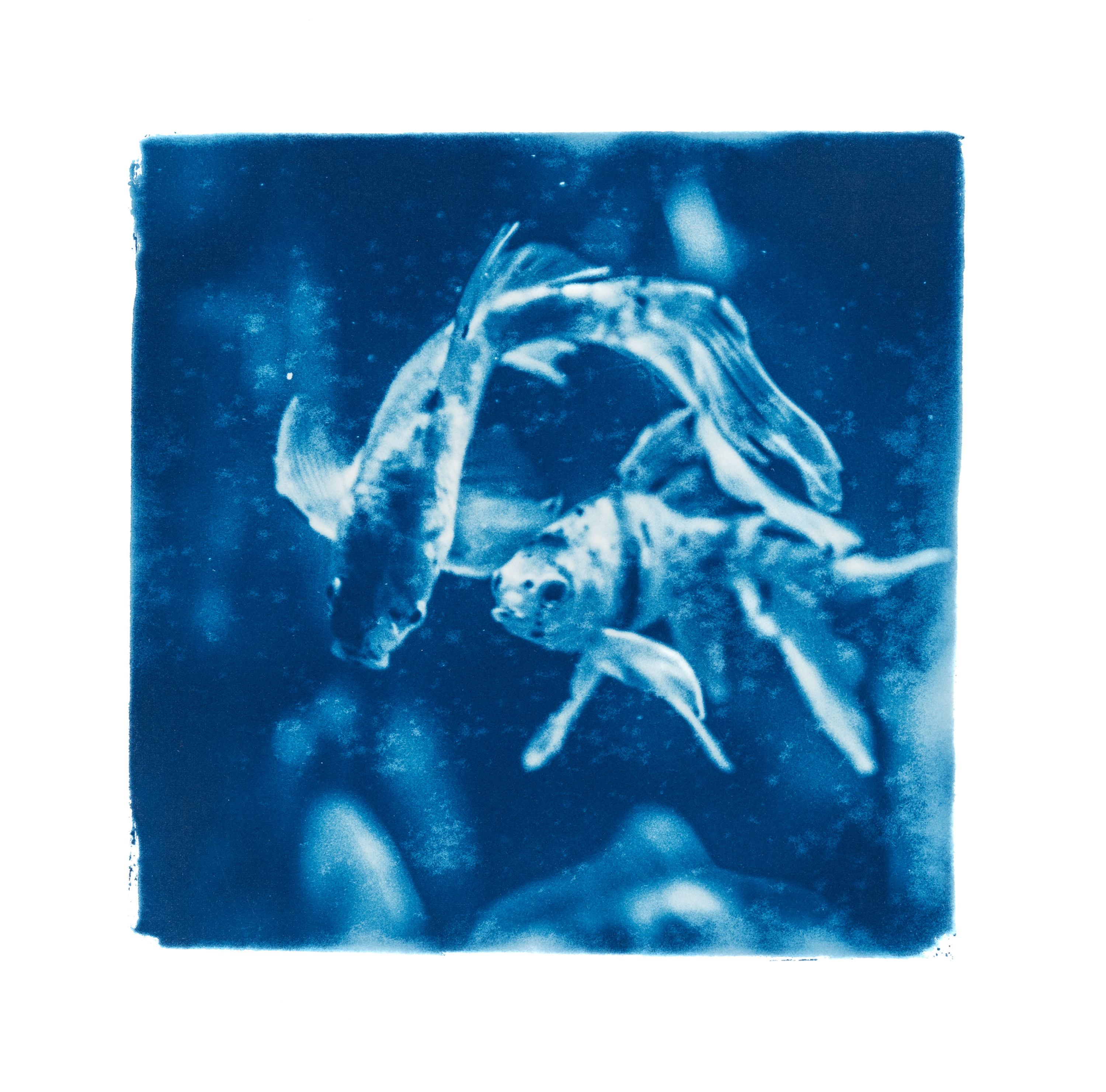 Rêveries Nomades // 13 // Original Cyanotype