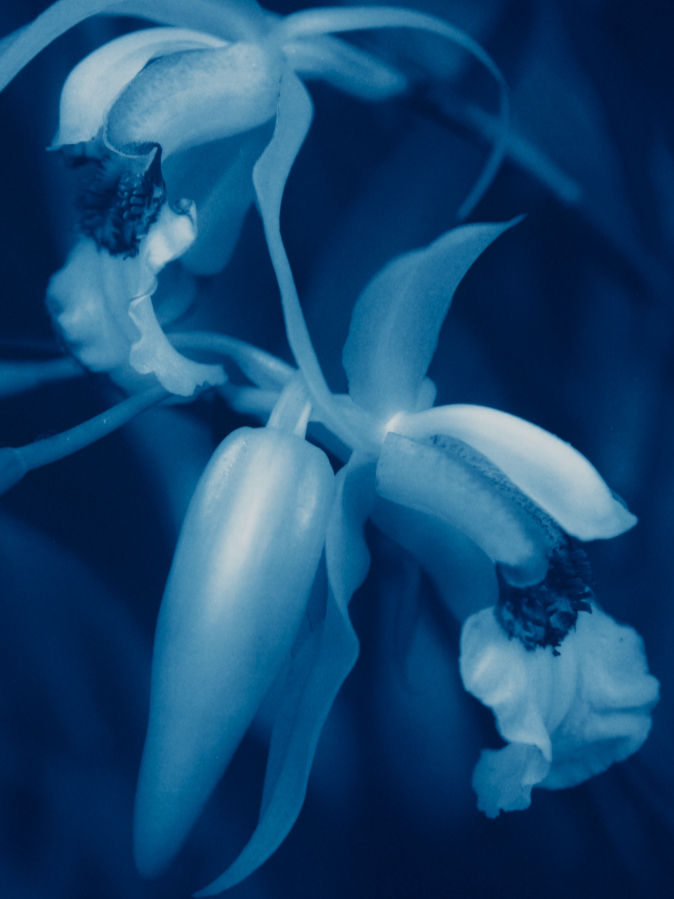 Thumbnail: Orchid flower cyanotype