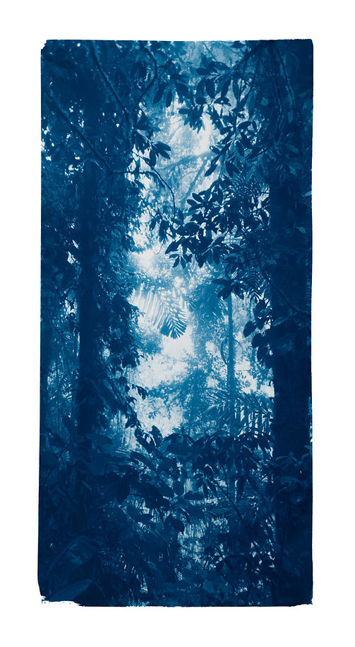 Cyanotype original "Jungle"