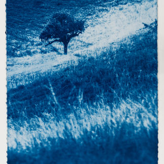Botanical Cyanotype Photography by Kyano Studio