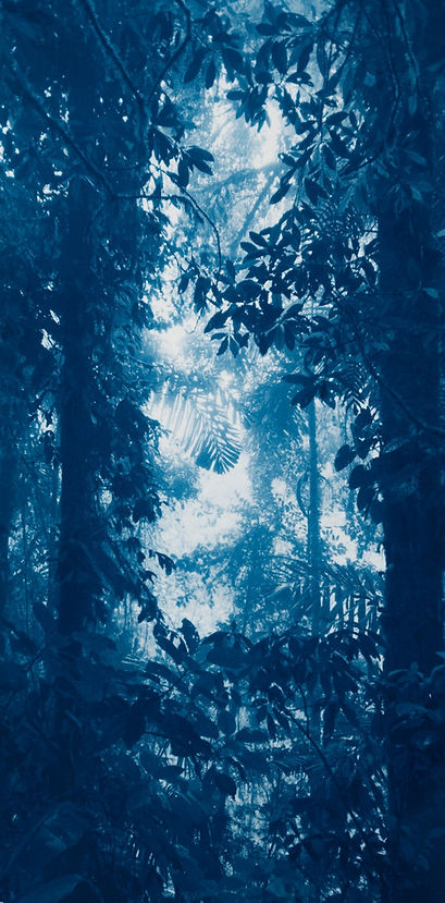 cyanotype photography jungle