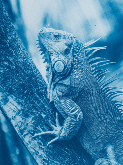 Animal cyanotype photography by Kyano Studio, Paris