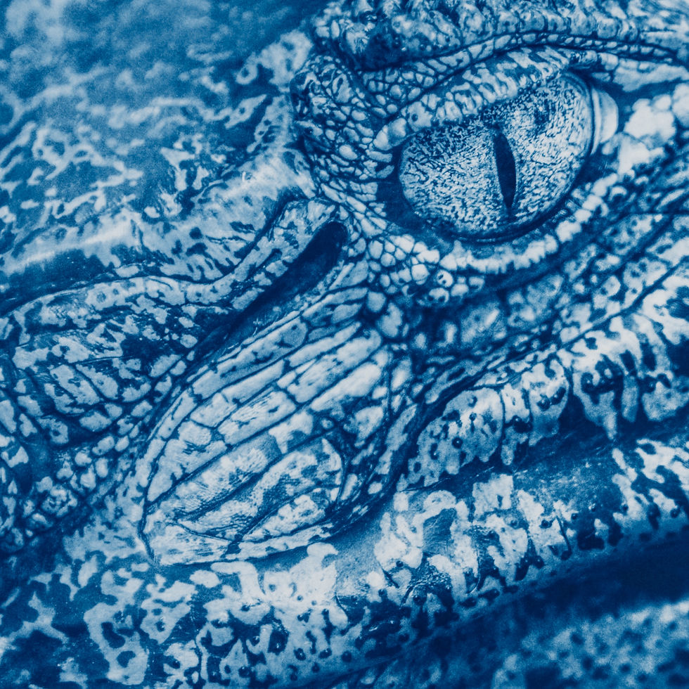 Thumbnail: Elements cyanotype collection
