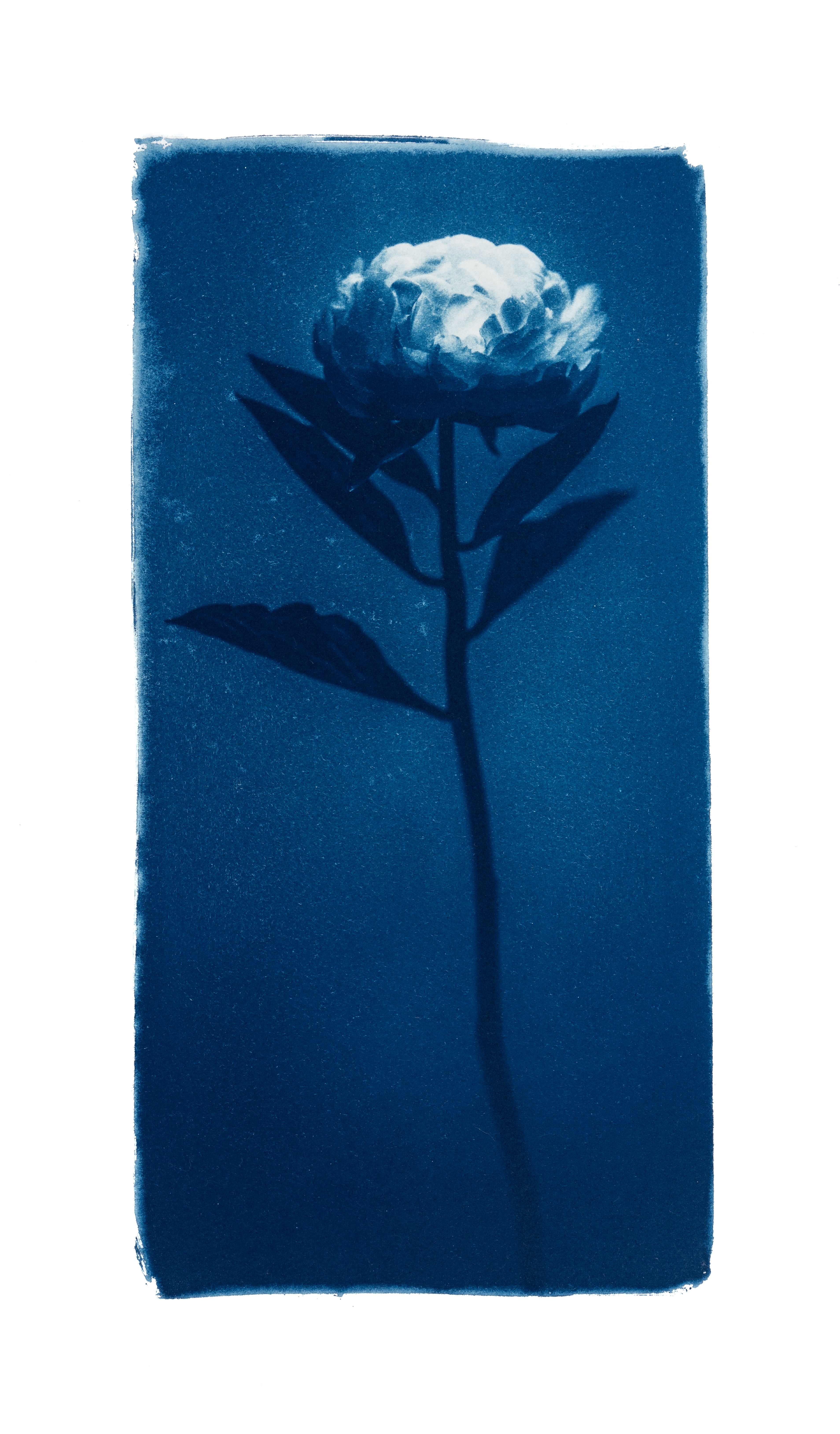 La douceur d’un pétale // Original Cyanotype