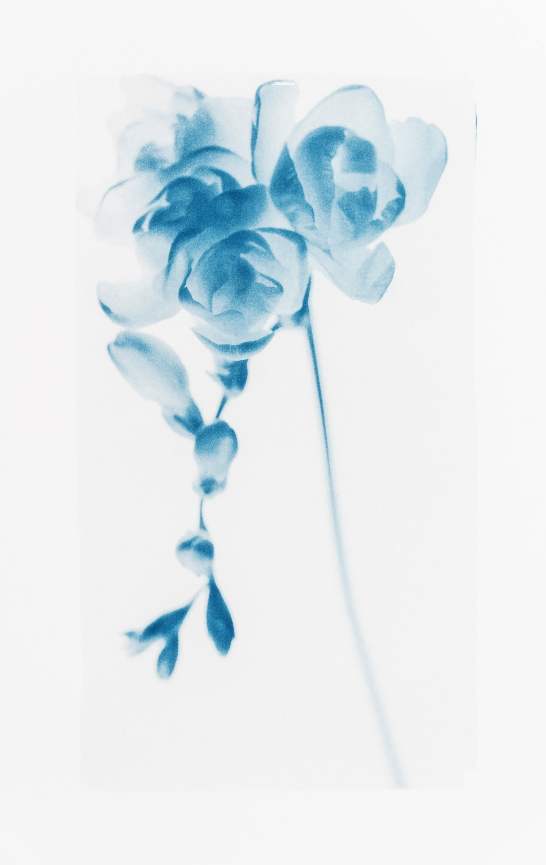 Freesia // Cyanotype original