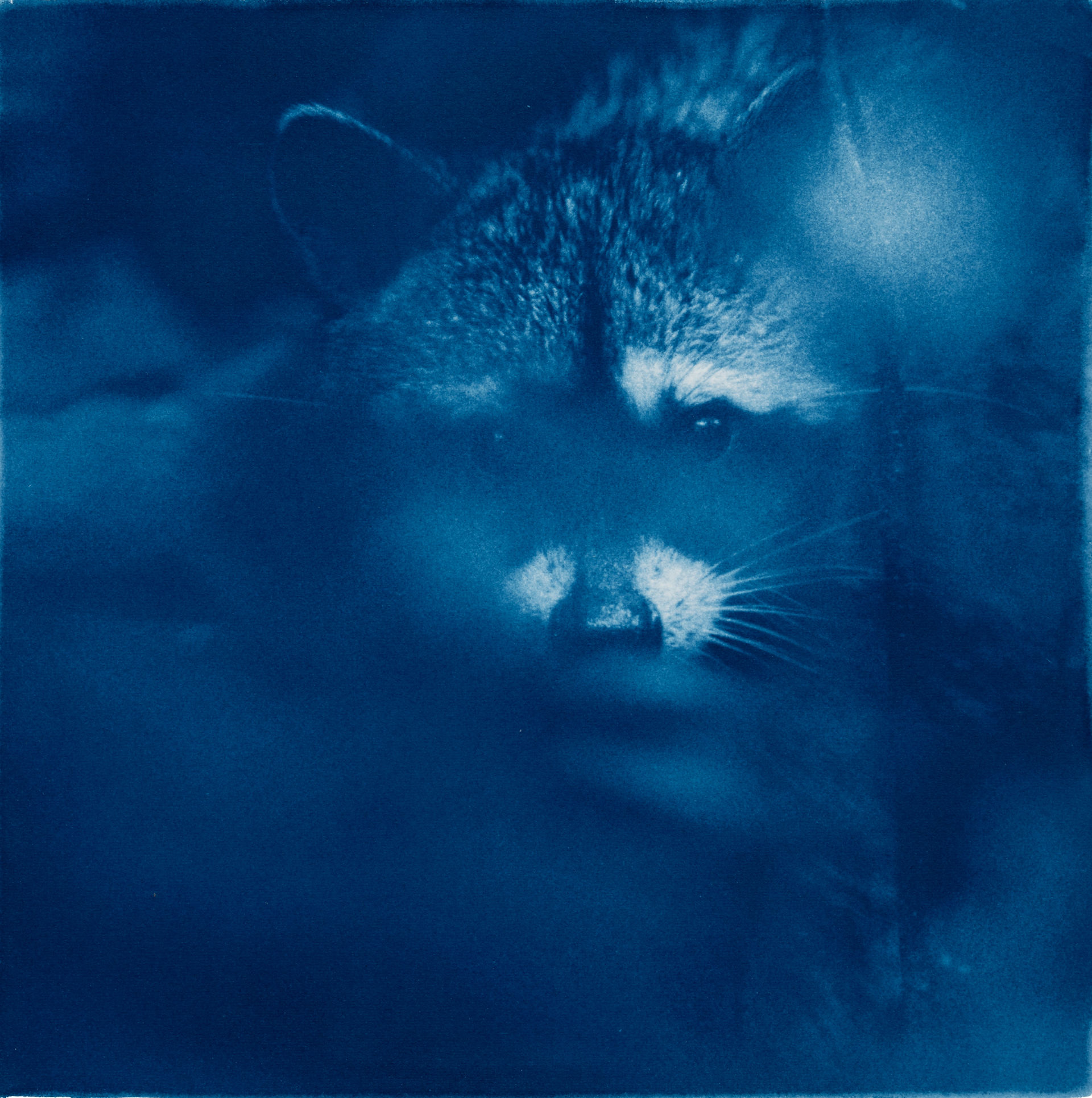 Racoon cyanotype photography by Kyano Studio