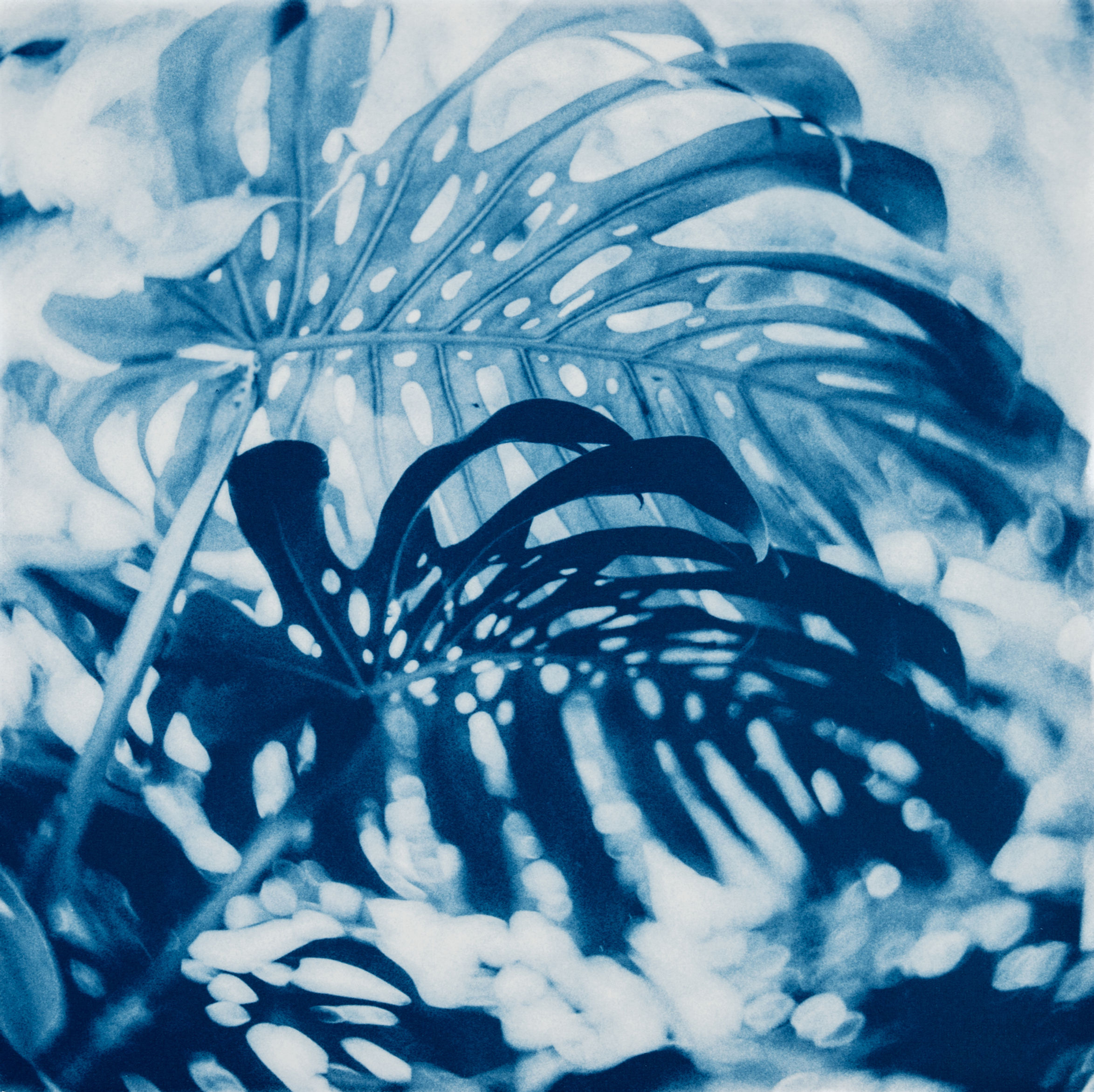 monstera leaves cyanotype