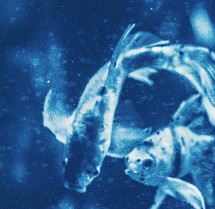 Miniature : Rêveries Nomades // 13 // Cyanotype Original