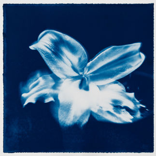 Botanical Cyanotype Photography by Kyano Studio