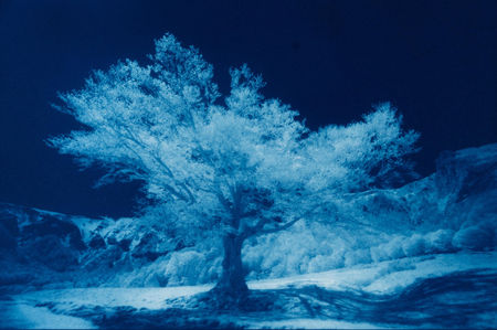 cyanotype photography exhibition in Paris