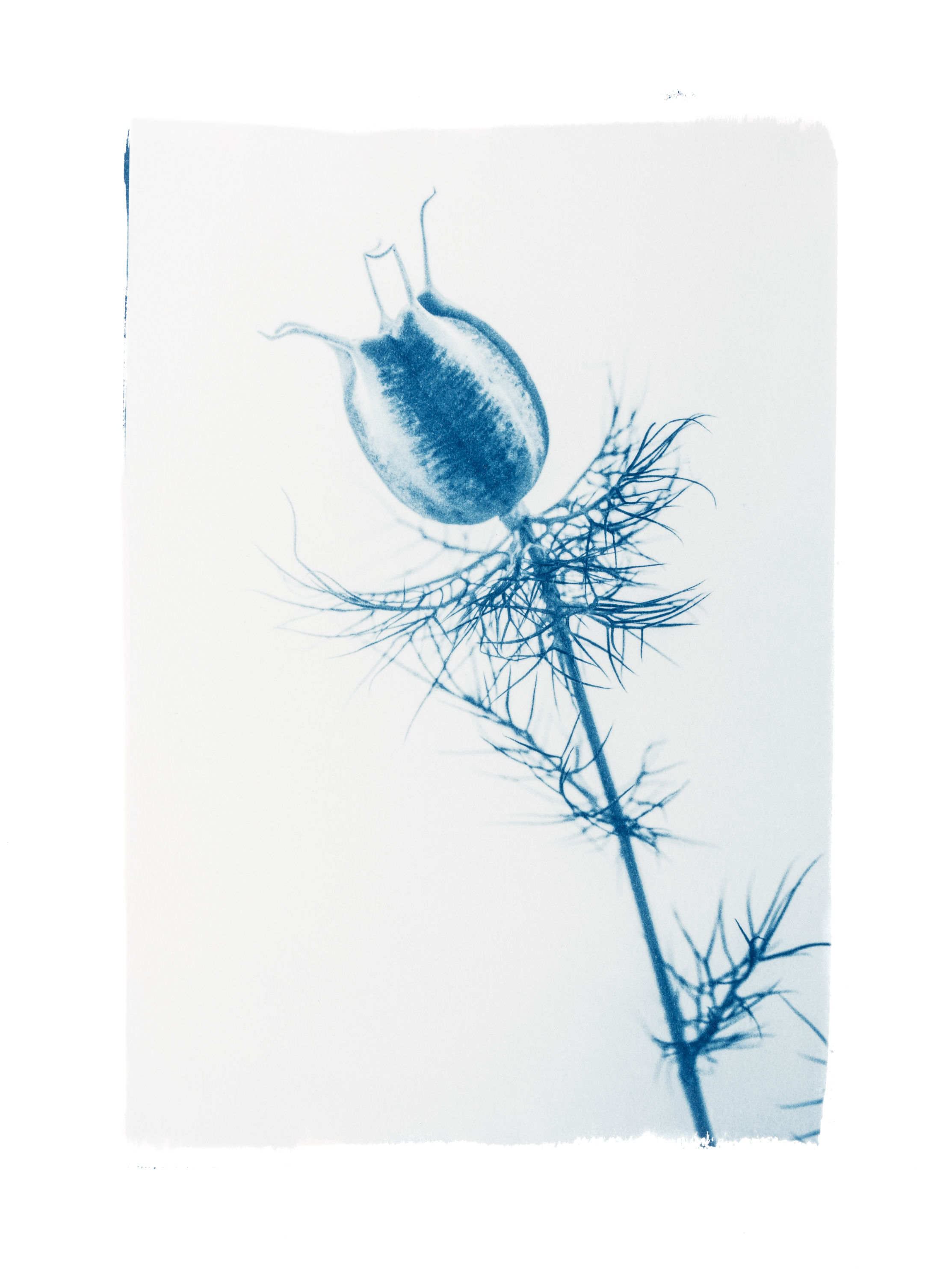 Funambule sur un fil de grâce // Original Cyanotype