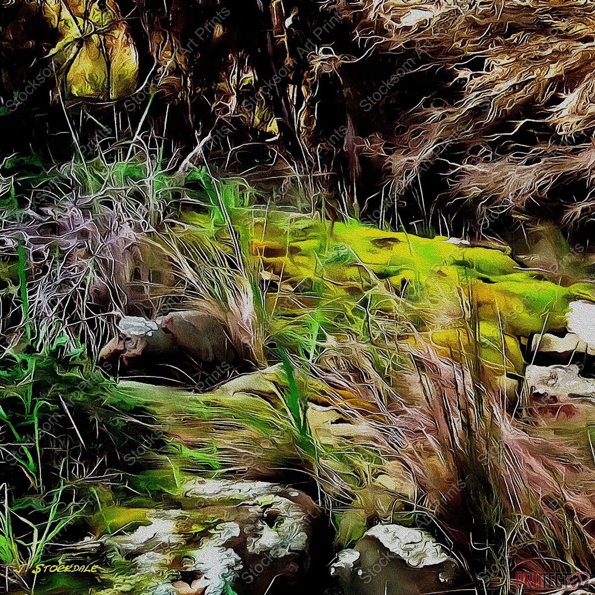 Welcome to my Fairy Garden