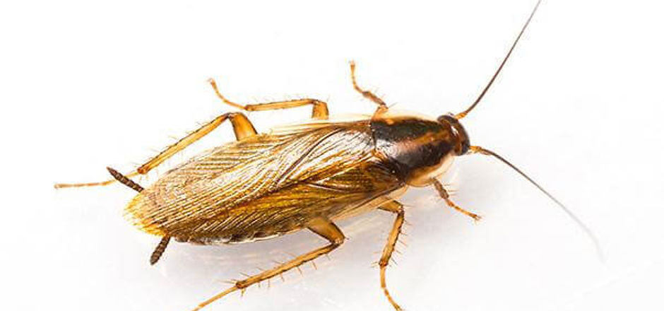 German Roach.jpg