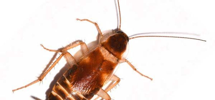 Brown Banded roach.jpg