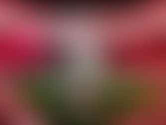 Arkansas at Ole Miss Plugs Prediction - College Football Picks 10/7/23