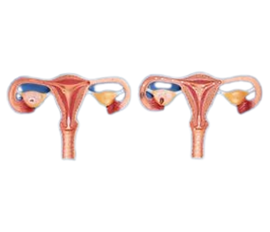 GD/A42001 FERTILIZATION PROCESS SIMULATOR