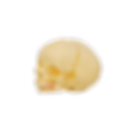 GD_A11115 Infant Skull