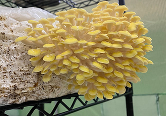gold oyster pic.jpeg