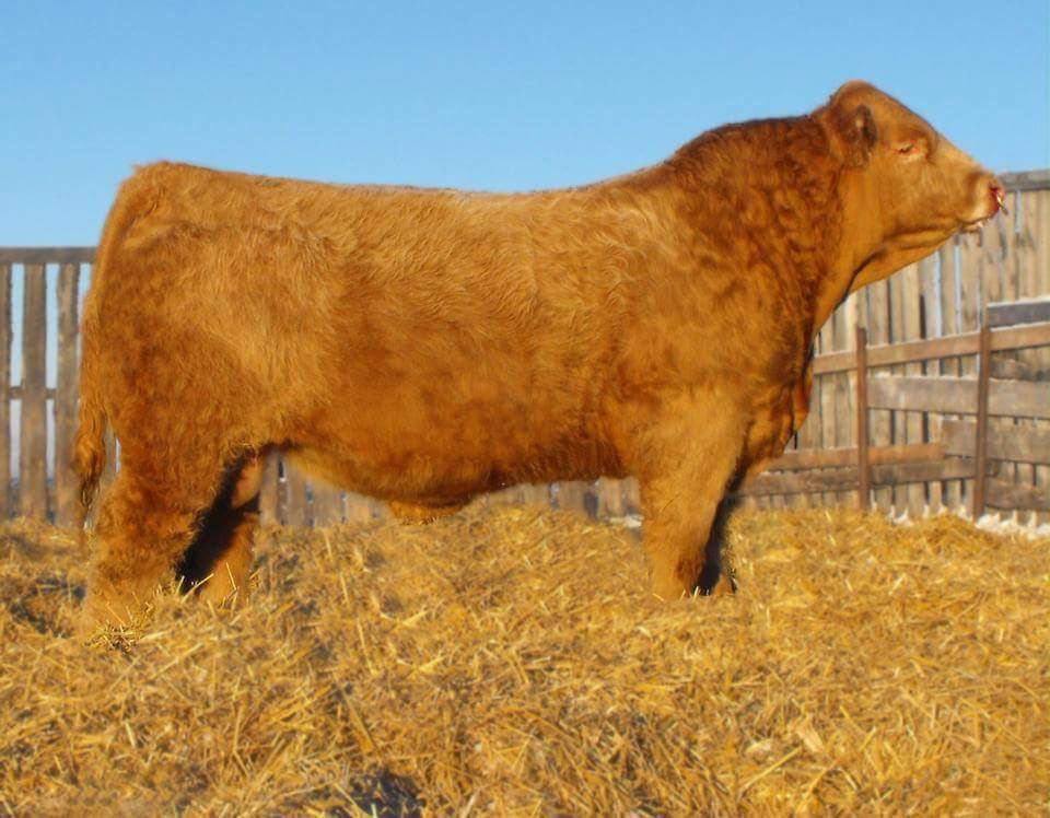 Pro-Char El Paso 99B