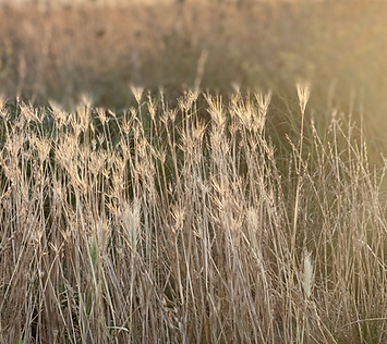 grass.jpg