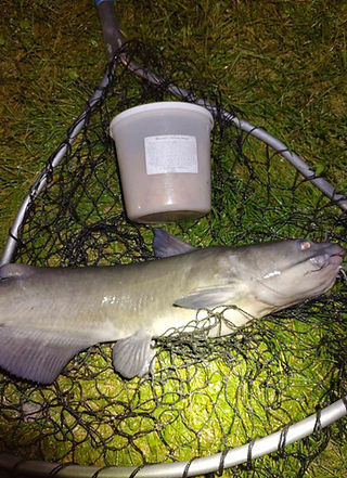 big ole channel catfish caught on brandons monkey dough