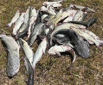 Piles of channel catfish