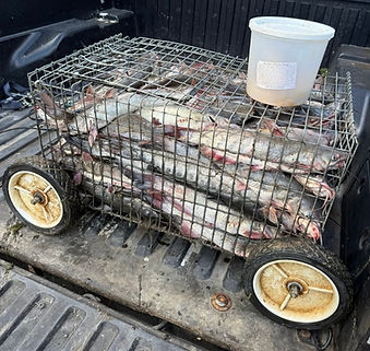 Channel Catfish caught on brandons monkey bait