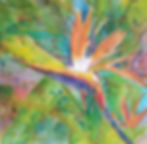Bird of Paradise