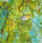 Female Yellowthroat