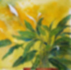 Peace Lily