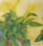 Pothos
