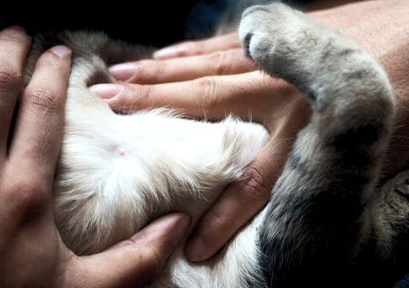 "Guess what, folks? Male cats have nipples too! 🙀