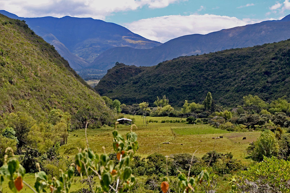 molino prim3