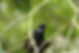 Black Inca - Coeligena prunellei